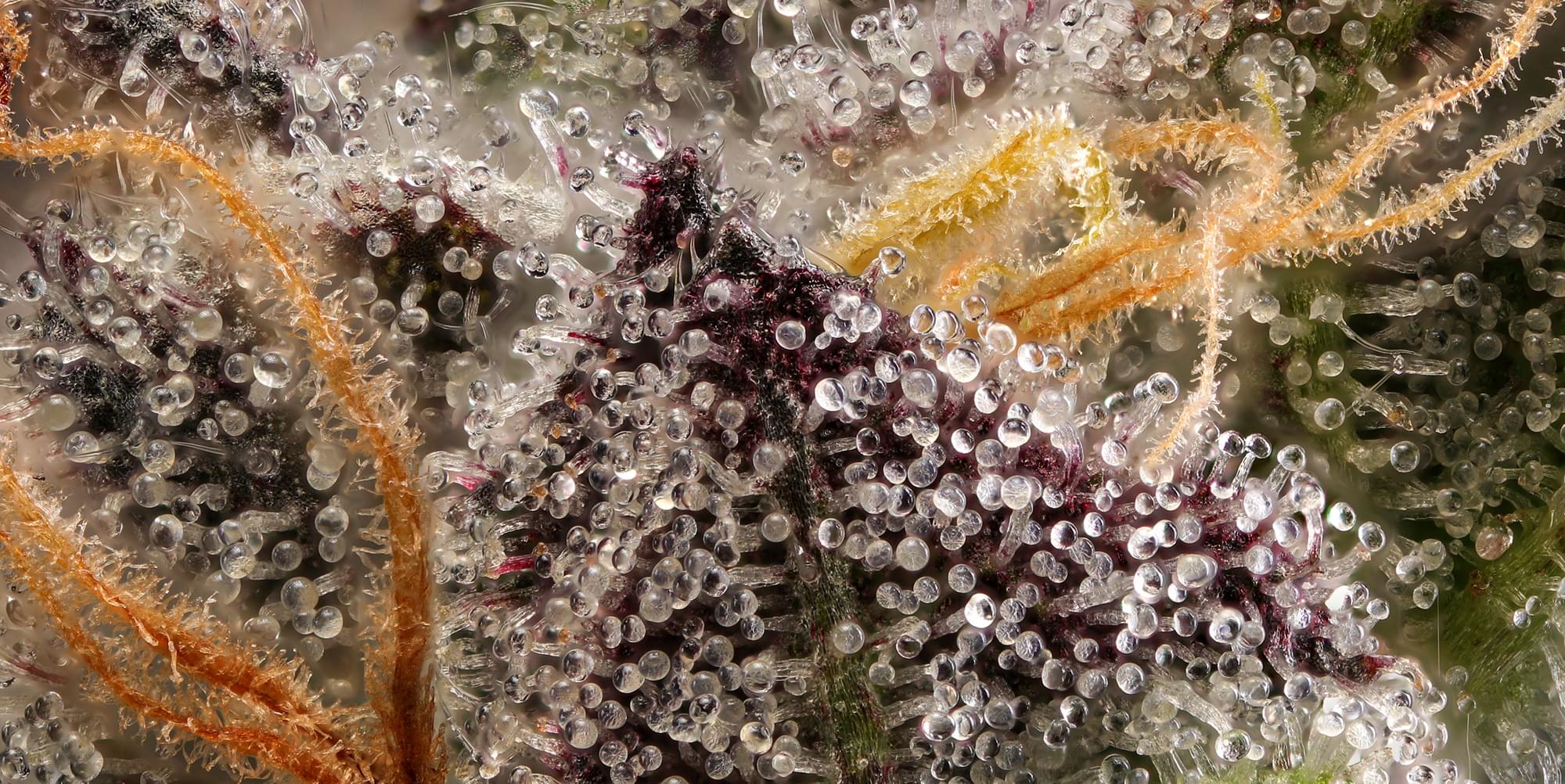 Trichomes close-up